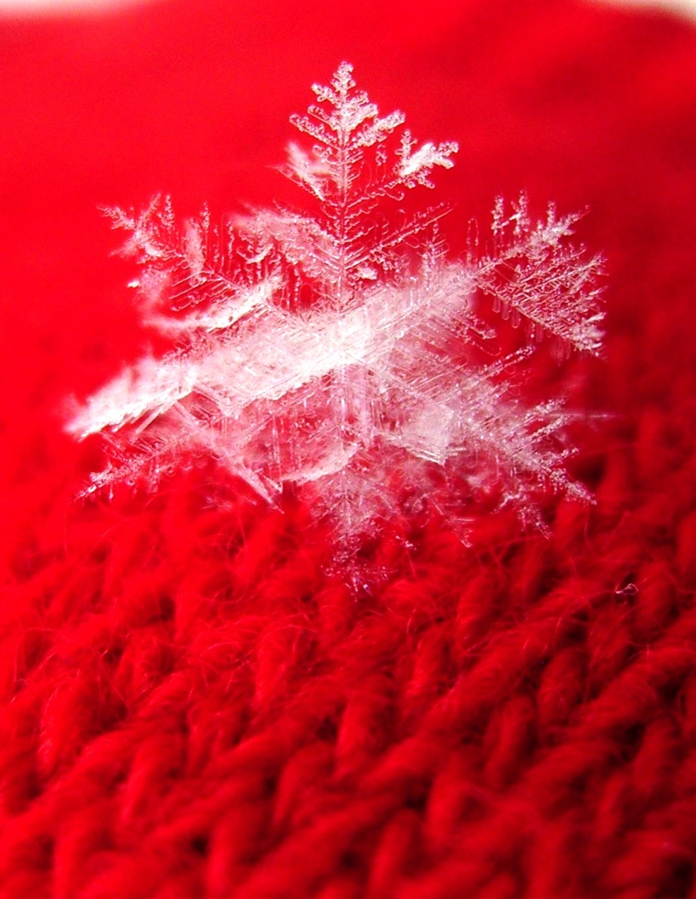 Csáki Zsanett: Hópehely - Könyv Guru novella